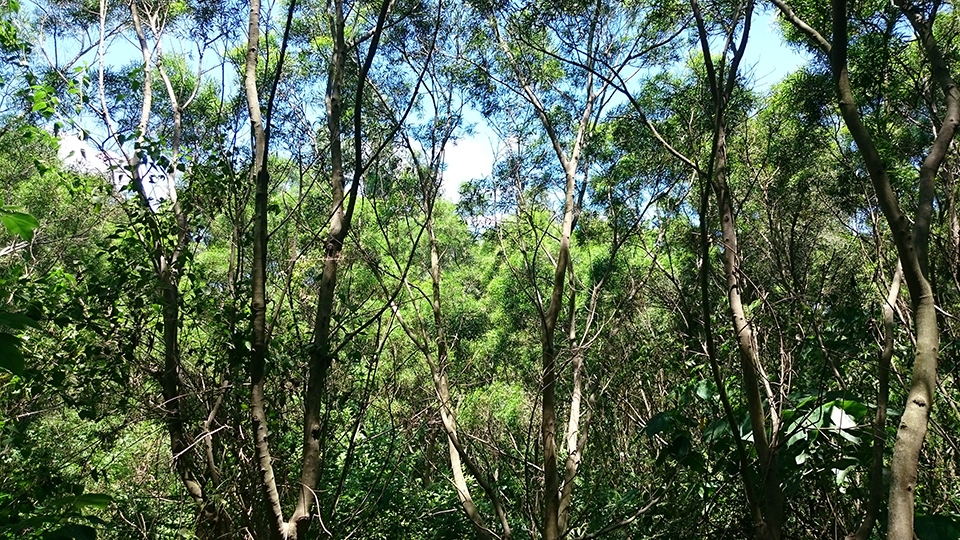 民國97年第一期植林種下的相思樹林，現在枝葉茂盛。